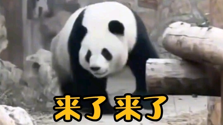 بطل الرواية الرزين في عالم الباندا: مينغلان! من لا يحبه؟