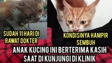 Subhanallah Anak Kucing Yang Pipinya Robek Di Bawa Ke Dokter Mengucapkan Terima Kasih..!