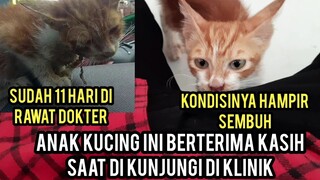 Subhanallah Anak Kucing Yang Pipinya Robek Di Bawa Ke Dokter Mengucapkan Terima Kasih..!