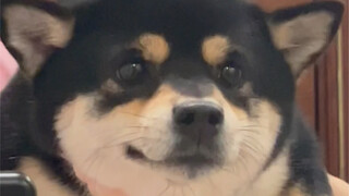 Tôi bảo bạn vận dụng góc máy, chứ đâu bảo bạn vận dụng chó!