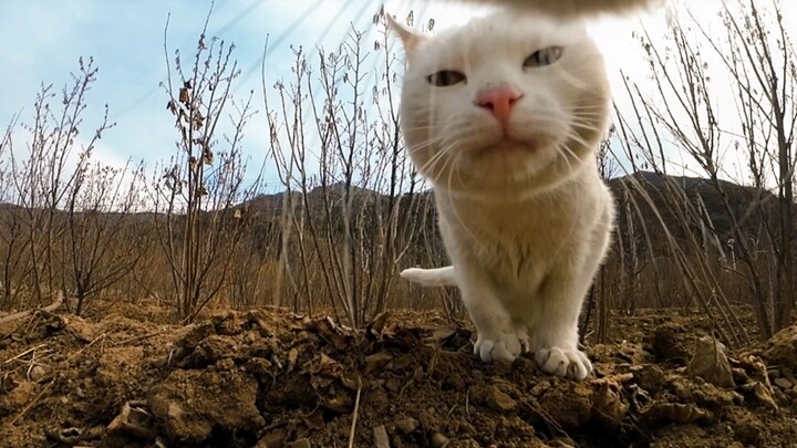 ติดกล้องให้แมวแล้วพาไปสัมผัสชีวิตแสนสุขของลูกแมวในชนบท