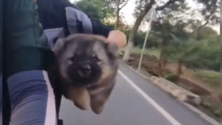 Though the little puppy is a bit clumsy, he’s so cute!