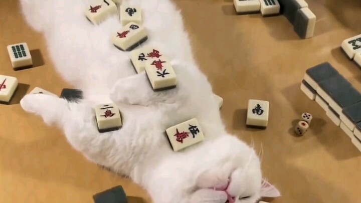 Hewan peliharaan kecil menguasai semuanya