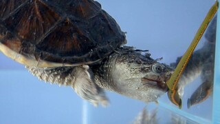 When alligator snapping turtle meets leech...