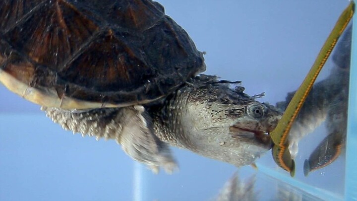 When alligator snapping turtle meets leech...