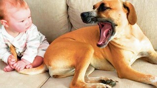 สุนัขและทารกน่ารักเป็นเพื่อนที่ดีที่สุด 2 - วิดีโอสัตว์เลี้ยงตลก
