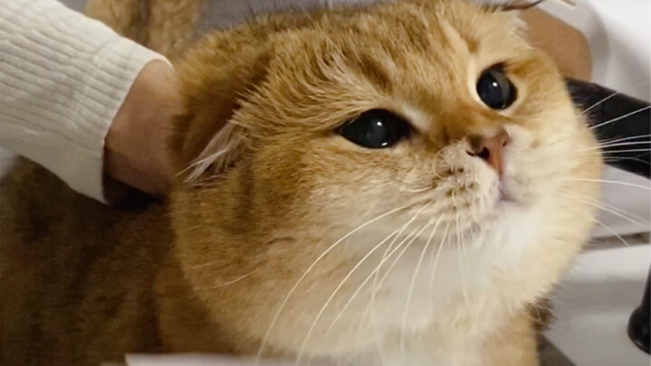 Walnut: How dare you! What are you rubbing with your hands?!