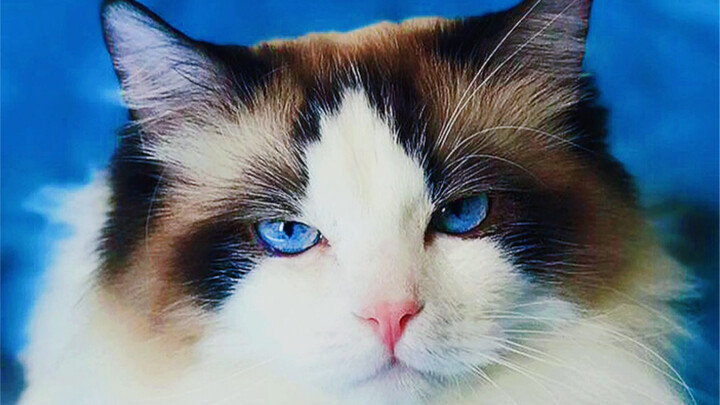 Five parts mockery + five parts coldness = Cat Ignores You