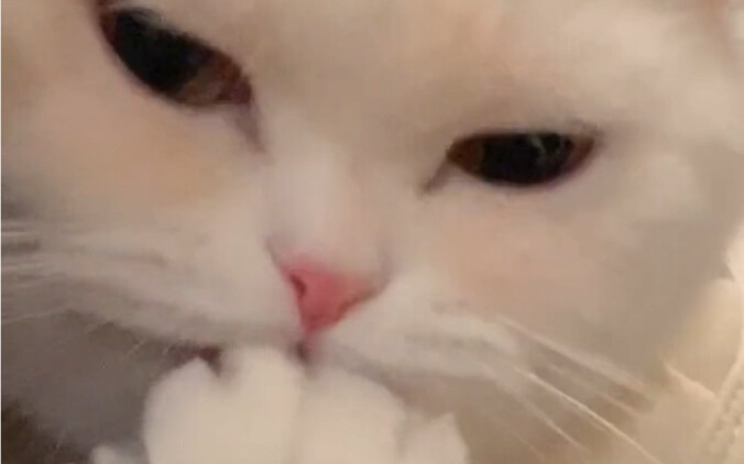 Even little kitties love to chew on jiojio!