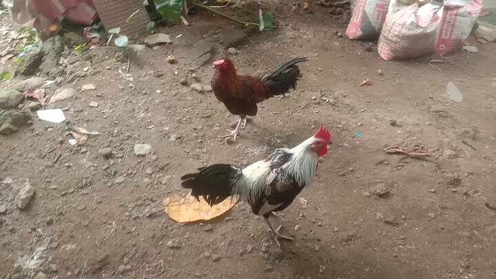 anak ng Joe Goode grey 3x winner at 4 months, testing pa lang pero pwede na I mass breeding.