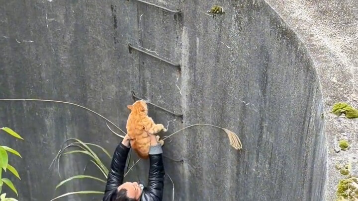 Clever Cat Repairer