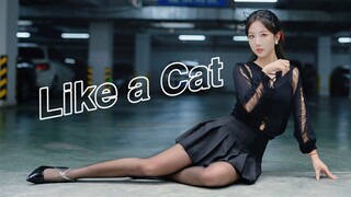 【灰鸽鸽】可以偷走你的心么？ like a cat♥猫步轻俏