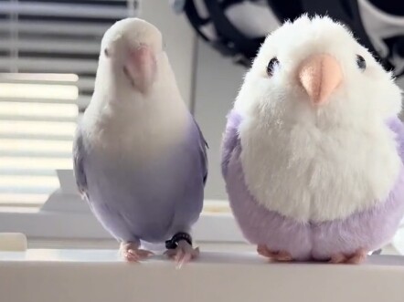 Burung Nuri: Manusia! Menyerah aja! Kita berdua nggak mungkin bersama!