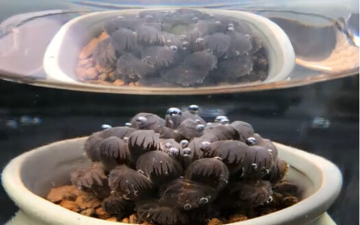 Succulents guzzling water—plump, dewy Ice Lamp Jade!