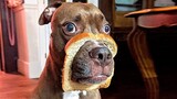 Funny Pets That Will Change Your Mood For Good