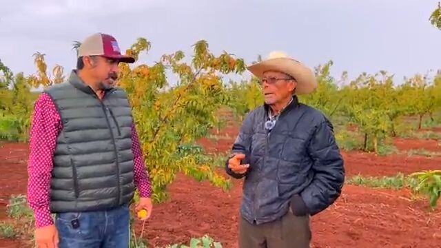 SI EL MAÍZ Y FRIJOL NO SE DAN por falta de lluvia, SIEMBRE DURAZNOS