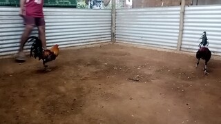 try kung puede pang ilaban ulit ung lemon