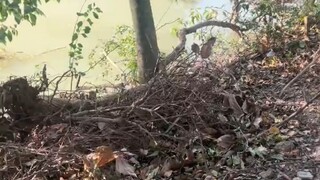 قصة صغيرة قلبها دافئ تتحول إلى قتل خطأ لذئب