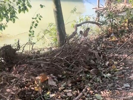 Kisah kecil yang menghangatkan hati berubah menjadi pembunuhan tak sengaja terhadap serigala