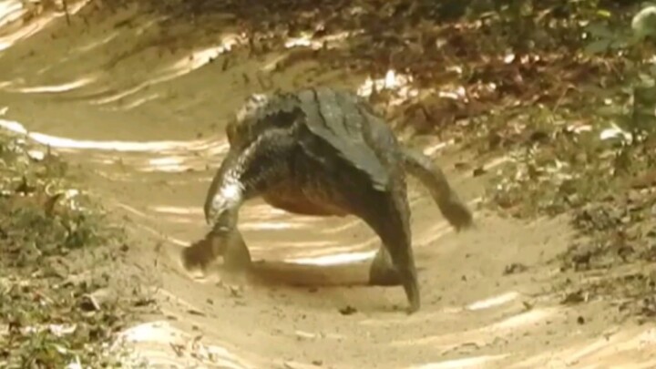 So cute! The saltwater crocodile strolls along on land.