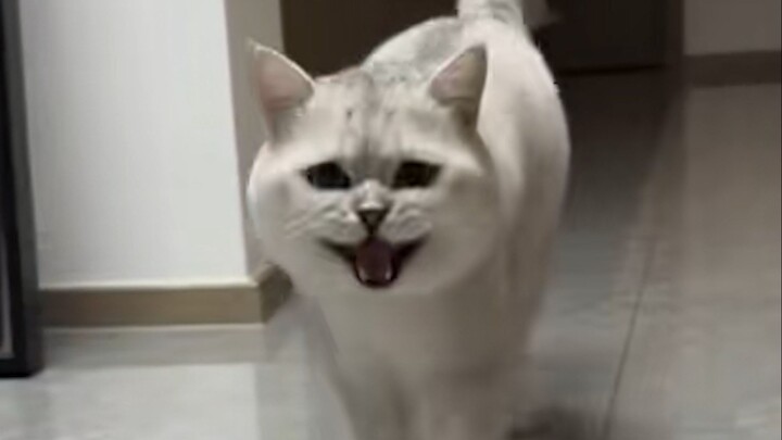 “When the long-lost owner comes home…”