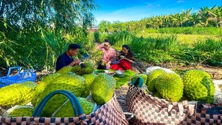 Thu Hoạch Mãng Cầu Xiêm cuối mùa cùng Gia Đình Cậu Hai Và Bữa Cơm Tại Vườn Của Người Nông dân |#277