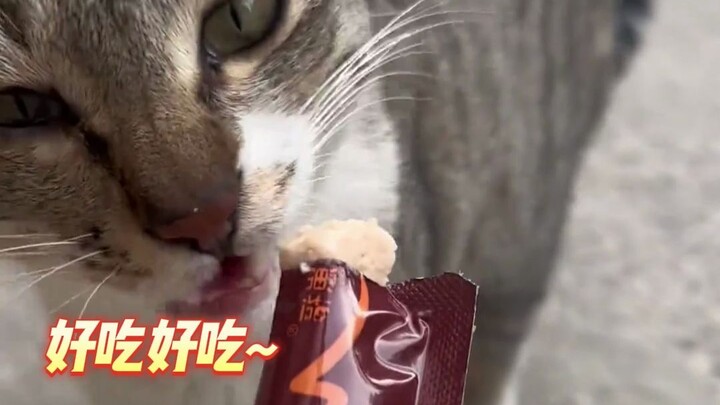 Mèo: Vừa mới thay bộ đồ rồi, bạn tiếp tục cho ăn đi!