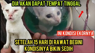 Alhamdulillah Kucing Liar Menangis Ekornya Membusuk Sudah Pulang Dari Klinik Bikin Sedih Cats Lovers