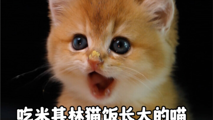 Kucing yang sejak kecil selalu makan makanan kucing bintang Michelin