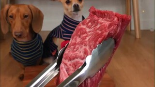 الوجبة الاحتفالية التي أعدّها المالك للكلبين... الكلب: هل يمكننا أن نأكل هكذا كل يوم؟