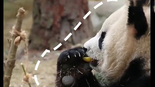 Panda kecil memakan lemon, asamnya menyerang sampai ke otak.