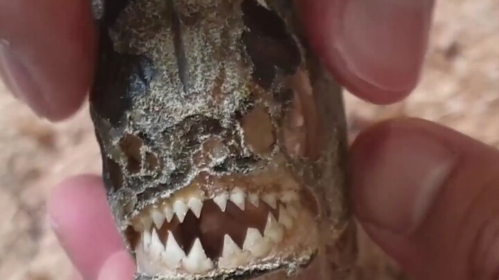 Cho Piranha ăn 5.000 con sâu và kiểm tra răng!