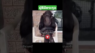 ^มีรวมคลิปเต็มชุดนี้กดดูลิงค์ด้านบนเลยจ้า^ ผู้ดีมีตระกูล