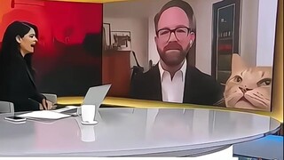 猫猫一不小心上电视了