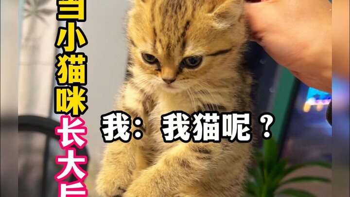 Kitten vs. Grown-Up Cat: Me: W-Whoa… Is this… my cat?