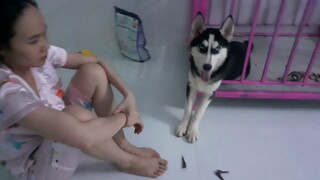 Husky trả treo với sen || #husky #ngáohusky #yeuchomeo #pets