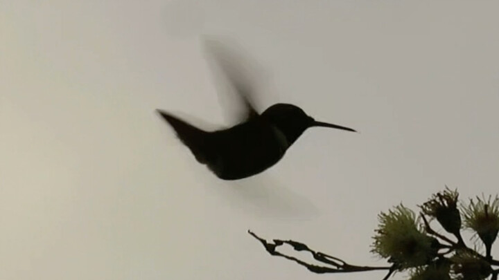 Burung kolibri! Benar! Burung kolibri! Benar! Burung kolibri! Benar! Burung kolibri! Benar! Burung k