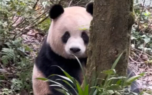 Tiga raksasa penambang batu bara ini makin lama makin imut. Bos Ao bersembunyi di balik pohon sepert