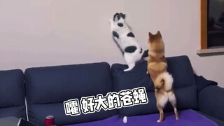 狗狗：你到底行不行，要不我来吧！