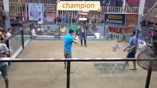 secondfyt win champion