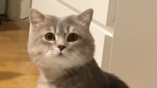 Tidak ada bahasa kucing yang seefektif kata ini