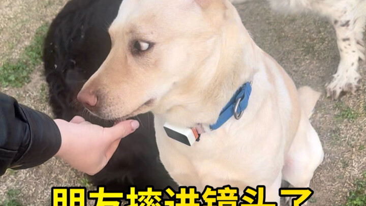 Seekor anjing yang tidak bisa berteman, ada masalah apa ya?