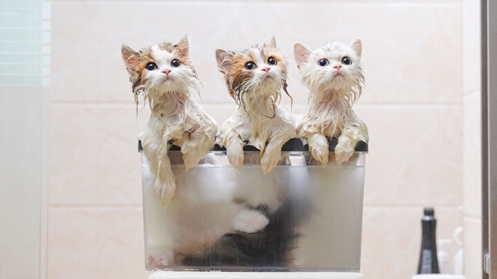 Washing three kittens at once—turns out each one is better behaved than the last! (Part 2)