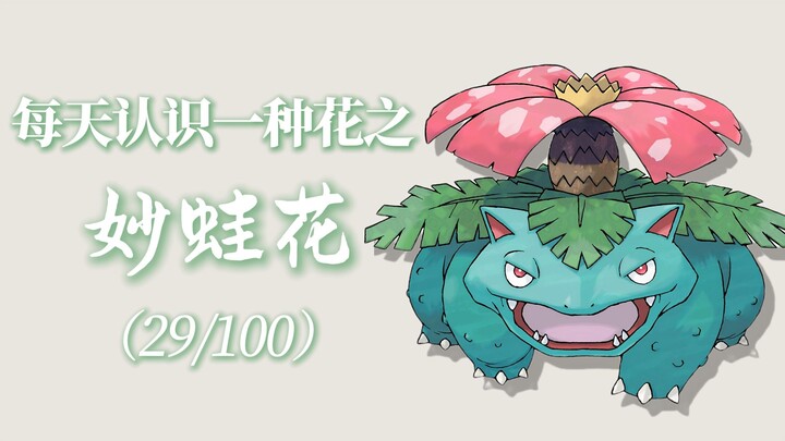 “妙蛙花的花语是自然的守护与阳光的契约。”