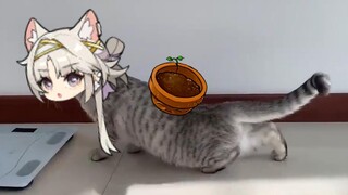 Cat Cat Sealing Technique