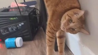 LOL Cats Powerlessness 🤣🤣