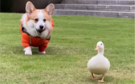 Đi dạo cùng lúc với cún Corgi và vịt Colley – cảm giác ấy thần thánh đến mức nào?