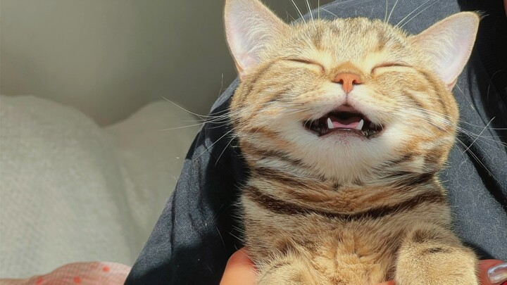 A little cat’s happiness is sometimes unstoppable.