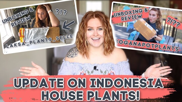 Update On My Indonesia Plant Unboxing(s) | Laksa_Plants_Seller | Boganapotplants