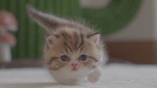 A tiny kitten who just learned to crawl—will teaching her to respond to her name be successful?